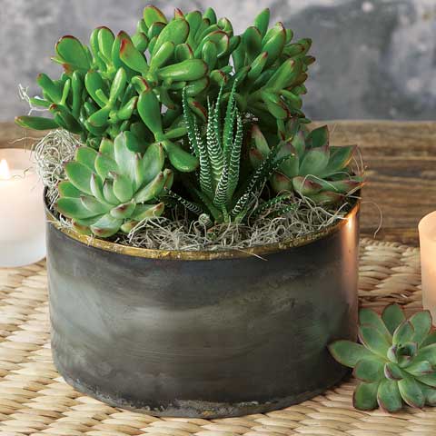 Zen Garden Succulent