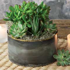Product Image of Zen Garden Succulent