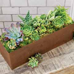 Product Image of Succulent Garden