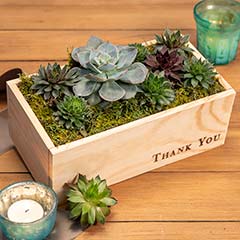 "Thank You" Succulent