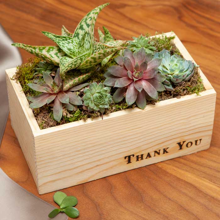 "Thank You" Succulent