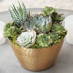 Product Image of Patterned Gilt Succulent