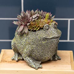 Succulent Frog