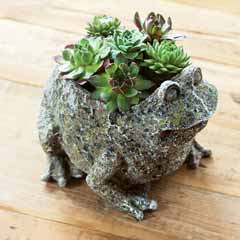 Succulent Frog