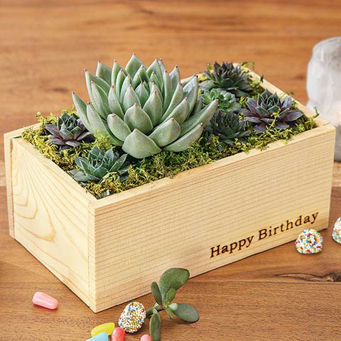 "Happy Birthday" Succulent