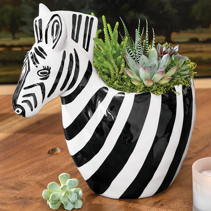 Zebra Succulent Planter