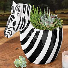 Product Image of Zebra Succulent Planter