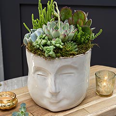 Product Image of Pondering Succulent Planter
