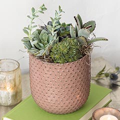 Blush Ceramic Succulent