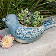 Blue Bird Succulent