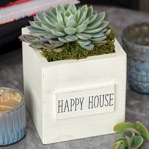 Happy House Succulent