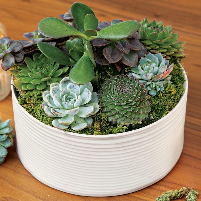 Prescott Ceramic Succulent