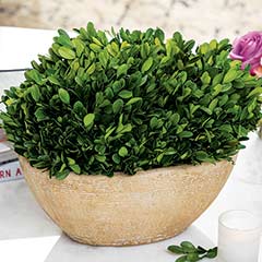 Product Image of Preserved Boxwood Planter