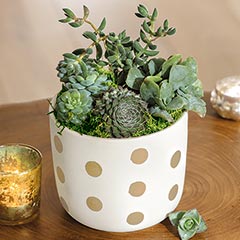 Product Image of Gilt Dot Succulent