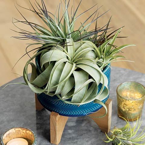 Air Plant Garden