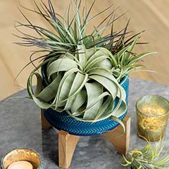 Product Image of Air Plant Garden