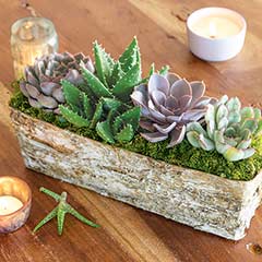 Product Image of Birch Bark Succulent