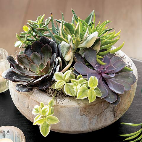 Organic Wood Bowl Succulent