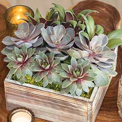Product Image of Lush Succulent Garden