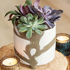 Abstract Ceramic Succulent