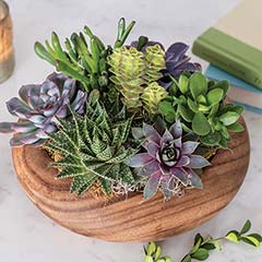 Carved Wood Bowl Succulent
