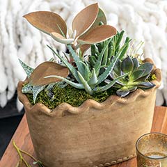 Product Image of Scalloped Succulent Garden
