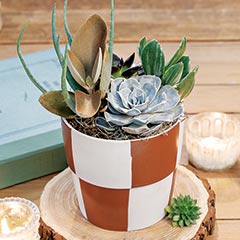 Product Image of Checkerboard Succulent