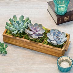 Product Image of Succulent Trio Tray