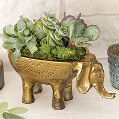 Product Image of Brass Elephant Succulent