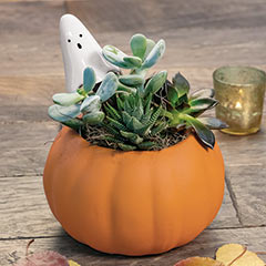 Ghostly Pumpkin Succulent