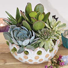 Scalloped Succulent Planter