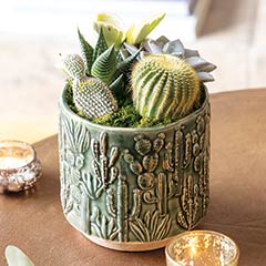 Santa Fe Succulent