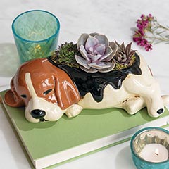 Product Image of Sleepy Dog Succulent
