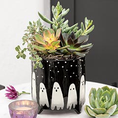 Frightfully Fun Succulent