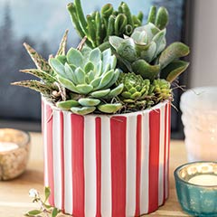 Candy Cane Succulent
