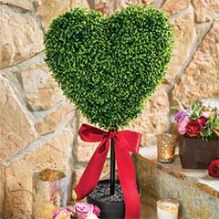 Heart Boxwood Topiary