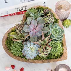 Wood Heart Succulent