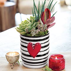 Big Heart Succulent