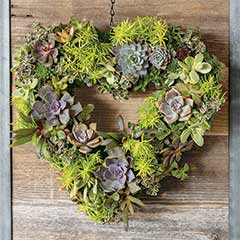 Live Succulent Heart Wreath