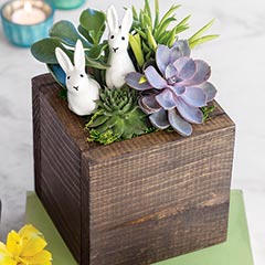 Spring Bunnies Succulent