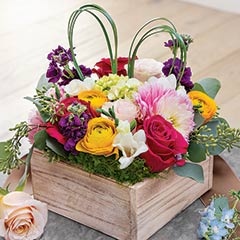 Bunny Ears Whitewash Fleur