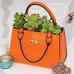 Product Image of Ceramic Handbag Succulent
