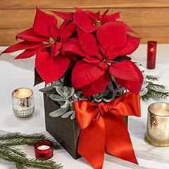 Product Image of Poinsettia & Succulent Fleur