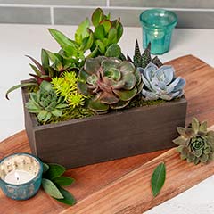 Signature Succulent Planter