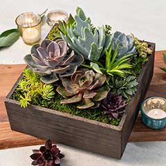 Signature Succulent Garden