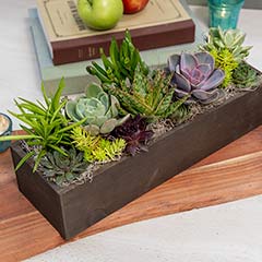 Signature Succulent Trough