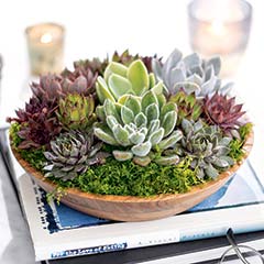 Natural Wooden Bowl Succulent