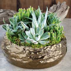 Product Image of Gilded Succulent Potager