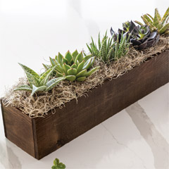 Giselle Succulent Trough