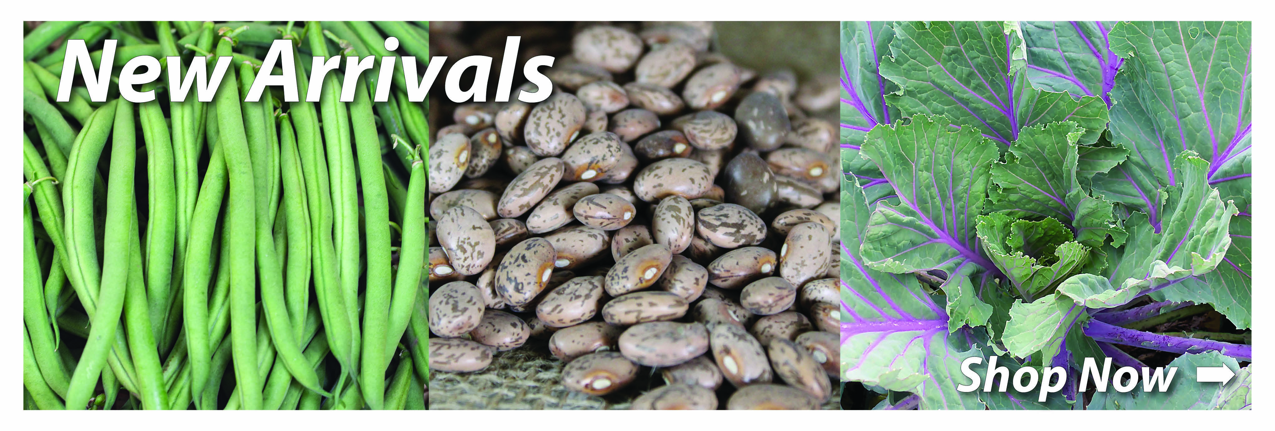 Garden Seed Vegetable Garden Seed Garden Seed Catalog Garden Seed